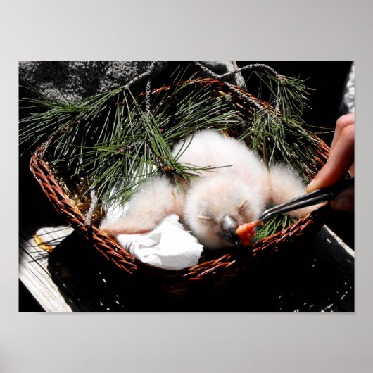 鷲のフクロウは食べ物を与えの時に雛を鳴らす ポスター (正面)