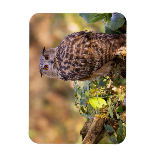 鷲フクロウ マグネット (縦)
