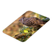 鷲フクロウ マグネット (左側)