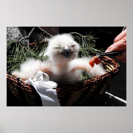 鷲食べ物を与えのフクロウの雛 ポスター (正面)