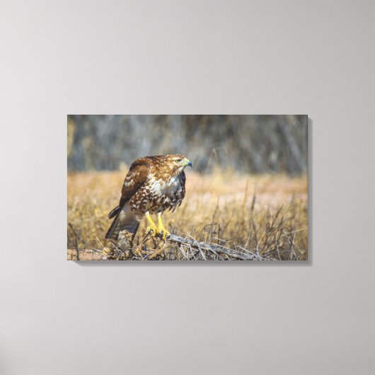 鷹の目 キャンバスプリント (正面)