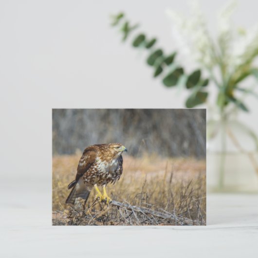 鷹の目 ポストカード (スタンド正面)