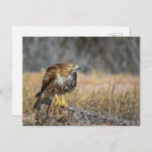 鷹の目 ポストカード (正面/裏面)