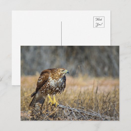 鷹の目 ポストカード (正面/裏面)