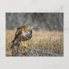 鷹の目 ポストカード