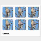 鷹,鳥,餌鳥,クーパーの鷹,自然 スクエアシール (シート)