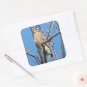 鷹,鳥,餌鳥,クーパーの鷹,自然 スクエアシール (封筒)