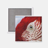 鸚鵡のような目 マグネット (正面/裏面)