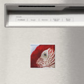 鸚鵡のような目 マグネット (インサイチュ (食洗機))