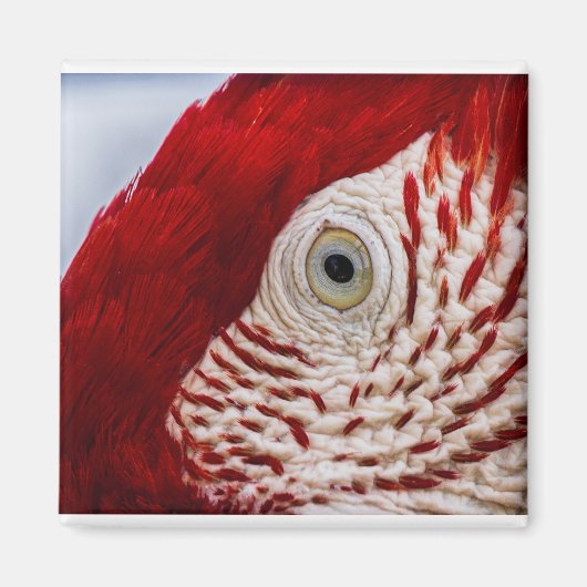 鸚鵡のような目 マグネット (正面)