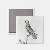 鸚鵡、1786年 マグネット (正面/裏面)