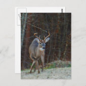 鹿が地面に印を付ける ポストカード (正面/裏面)