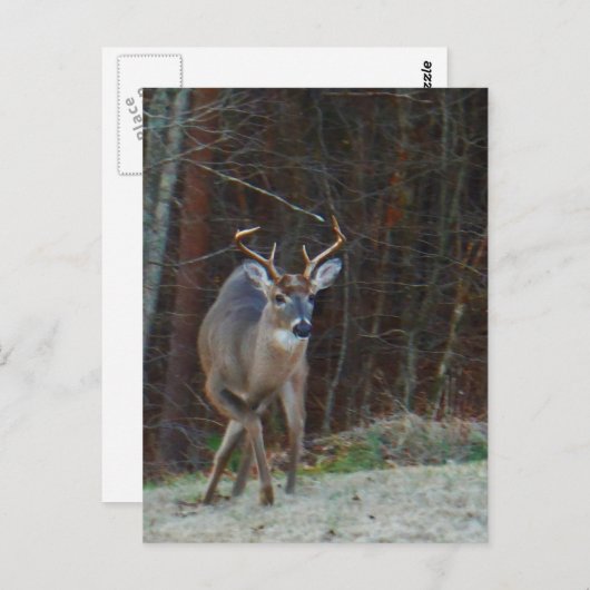 鹿が地面に印を付ける ポストカード (正面/裏面)