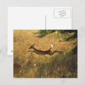 鹿が畑を飛び回った ポストカード (正面/裏面)