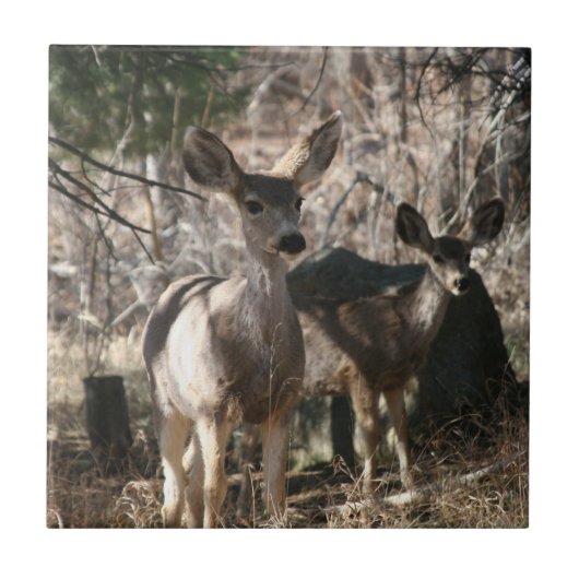 鹿ことわざhello タイル (正面)
