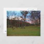 鹿とピンクのサンセットのフィールド ポストカード (正面/裏面)