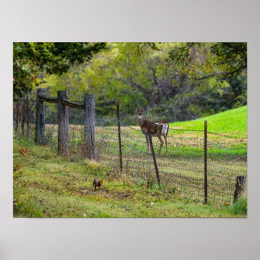 鹿とリス ポスター (正面)