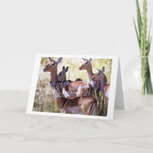 鹿のこのグループがあなたに誕生日願いを送る カード (正面)