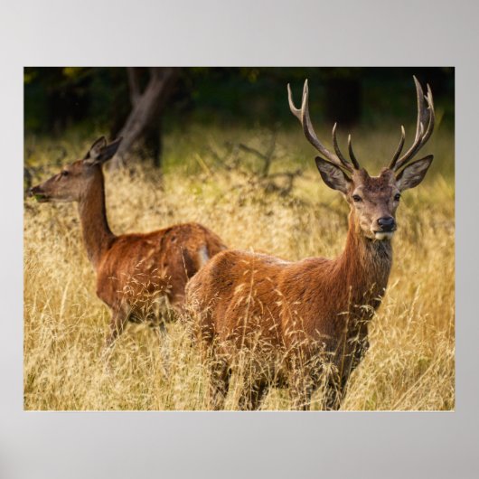 鹿のポスター ポスター (正面)