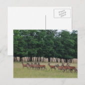 鹿の交配 ポストカード (正面/裏面)