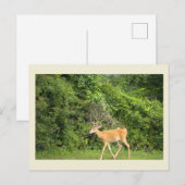 鹿の写真の絵葉書 ポストカード (正面/裏面)
