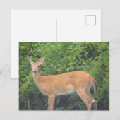 鹿の写真の絵葉書 ポストカード (正面/裏面)
