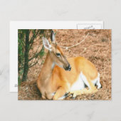 鹿の写真はがき ポストカード (正面/裏面)