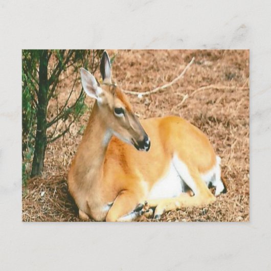 鹿の写真はがき ポストカード (正面)