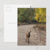 鹿の写真はがき ポストカード (正面/裏面)