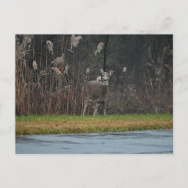 鹿の写真はがき ポストカード