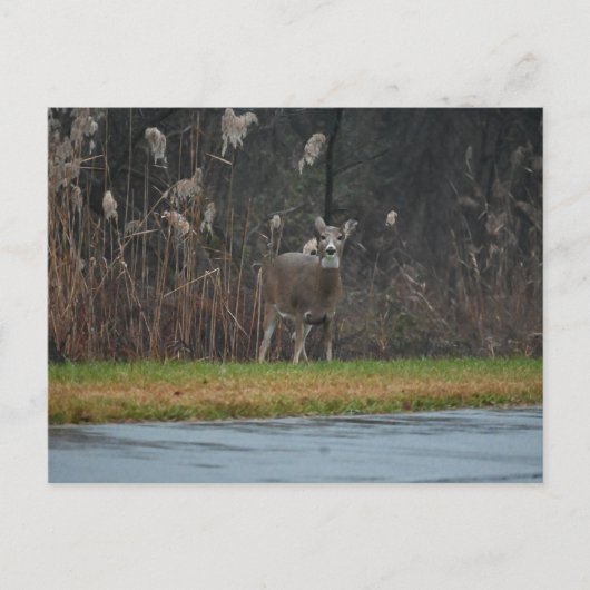 鹿の写真はがき ポストカード (正面)