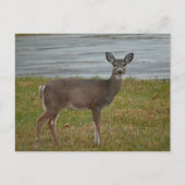 鹿の写真はがき ポストカード (正面)