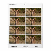 鹿の出荷ラベル ラベル (フルシート)