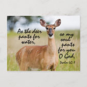 鹿の水性パンツとして聖書Psalm 42カスタム ポストカード (正面)