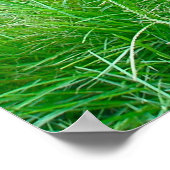 鹿の白いポスター ポスター (角)