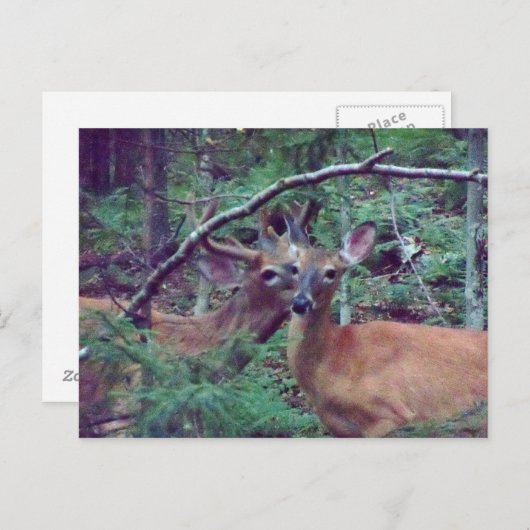 鹿はがき ポストカード (正面/裏面)