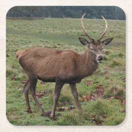 鹿コースター スクエアペーパーコースター