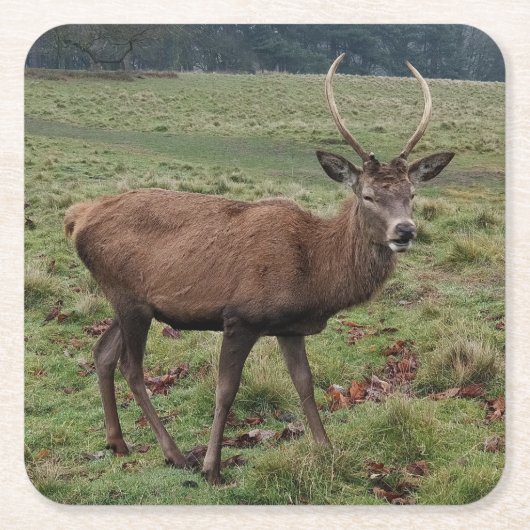 鹿コースター スクエアペーパーコースター (正面)