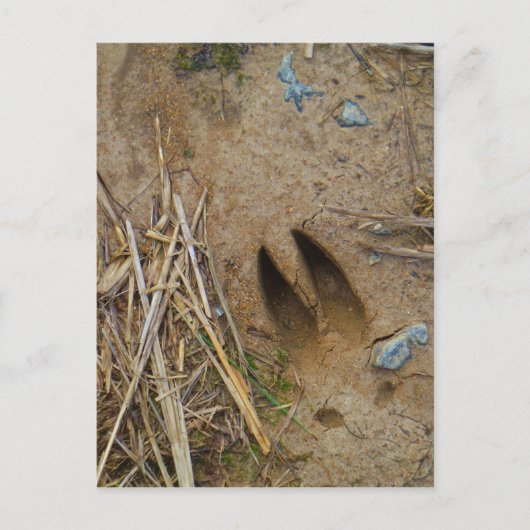 鹿トラック ポストカード (正面)