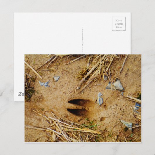 鹿トラック ポストカード (正面/裏面)