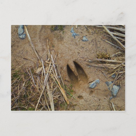 鹿トラック ポストカード (正面)