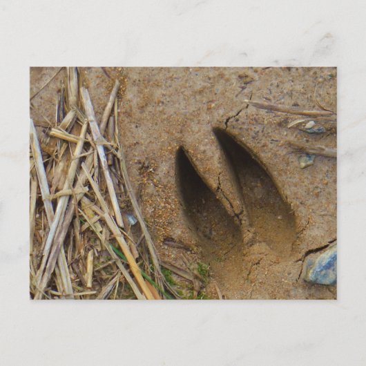 鹿トラック ポストカード (正面)