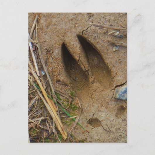 鹿トラック ポストカード (正面)