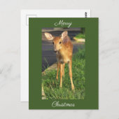 鹿フォトクリスマスポストカード ポストカード (正面/裏面)