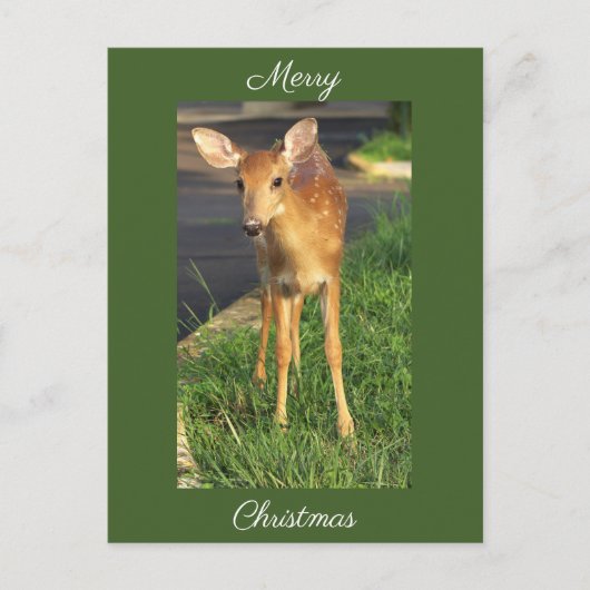 鹿フォトクリスマスポストカード ポストカード (正面)