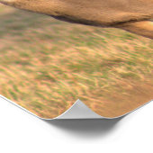 鹿フォトポスター ポスター (角)