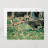 鹿ランニングの森 ポストカード (正面/裏面)
