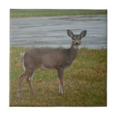 鹿写真 タイル (正面)