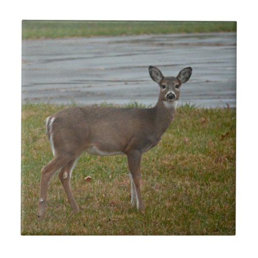 鹿写真 タイル (正面)