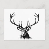 鹿動物〔雄ジカの〕枝角自然野生動物の角の頭部 ポストカード (正面)